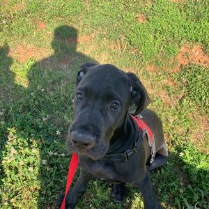 Meet your Posher, Blake